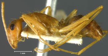 Media type: image; Entomology 21478   Aspect: habitus lateral view
